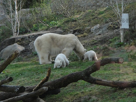 Eisenbärenkinder im Tierpark Hellabrunn