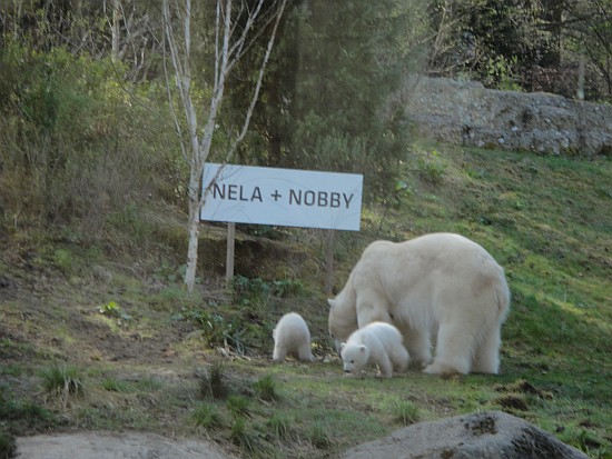 Eisenbärenkinder im Tierpark Hellabrunn